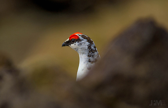 Islandsrype (Ptarmigan)