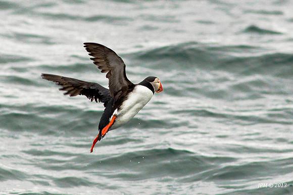 Lundefugl (Islandsk "Puffin")
