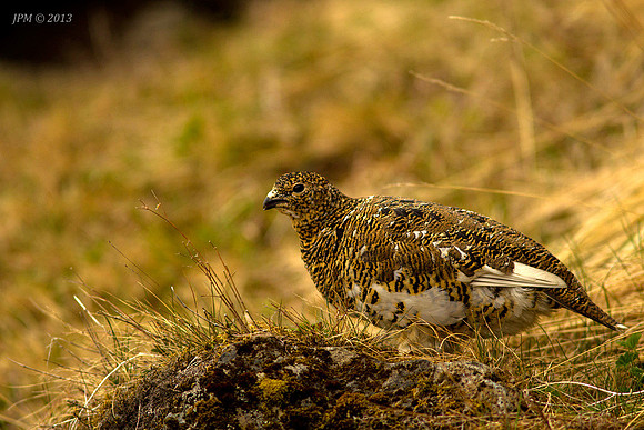 Islandsrype (Ptarmigan)