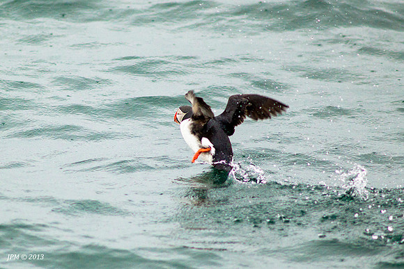 Lundefugl (Islandsk "Puffin")