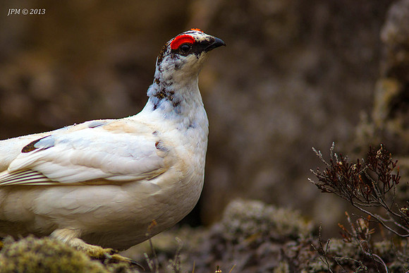Islandsrype (Ptarmigan)