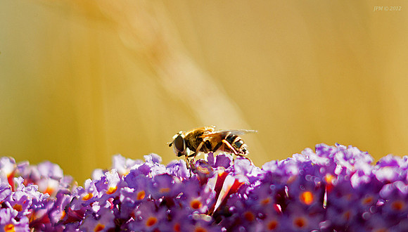 Buzy Bee II