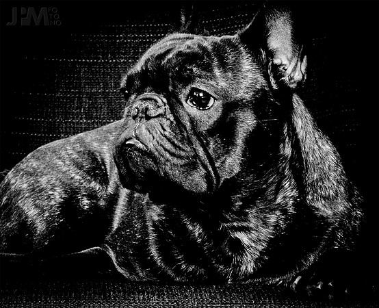 Black and white Frenchie