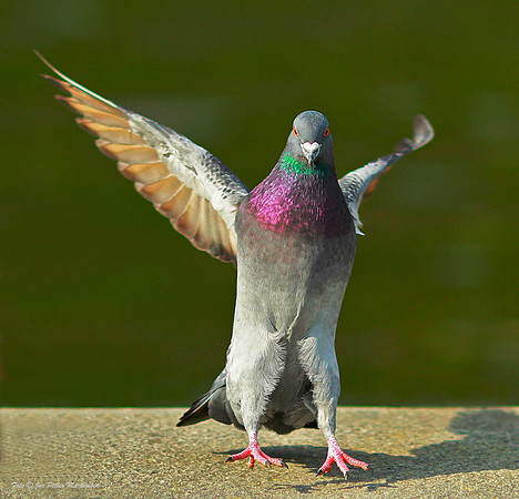 Landing
