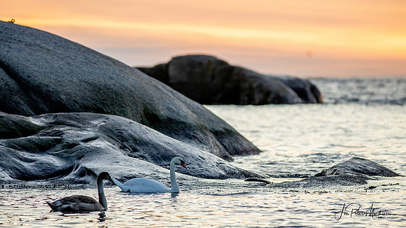 Svaner på Verdens ende