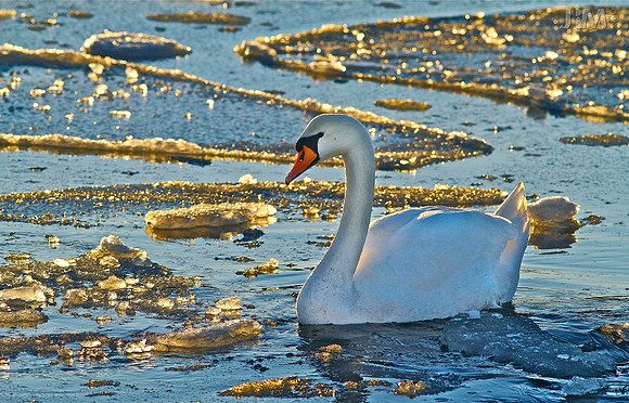 Gullsjø