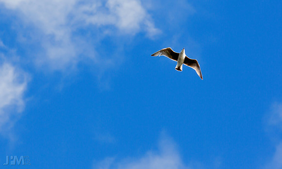 Free as a bird